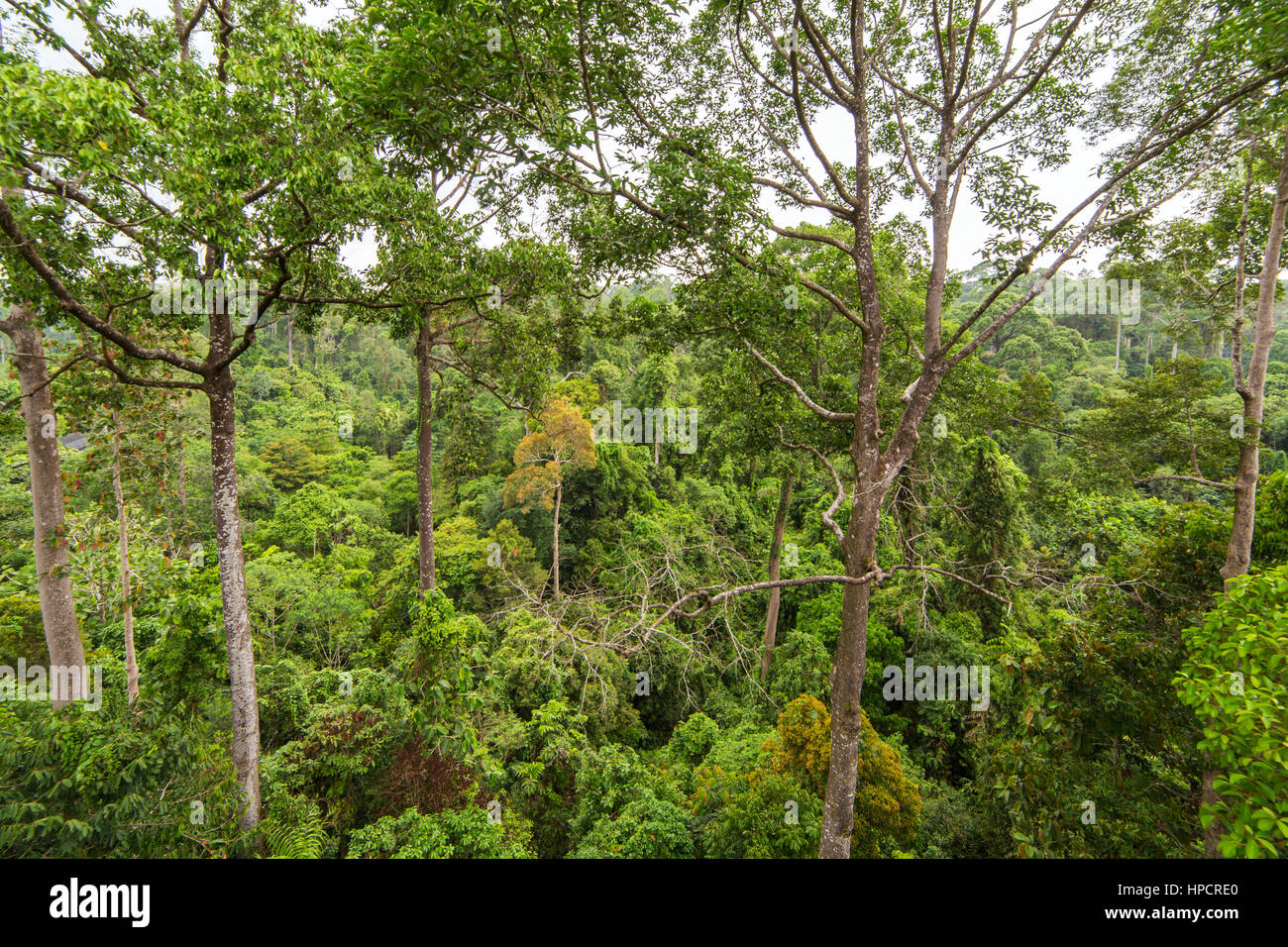 Lush green tropical rainforest Stock Photo - Alamy