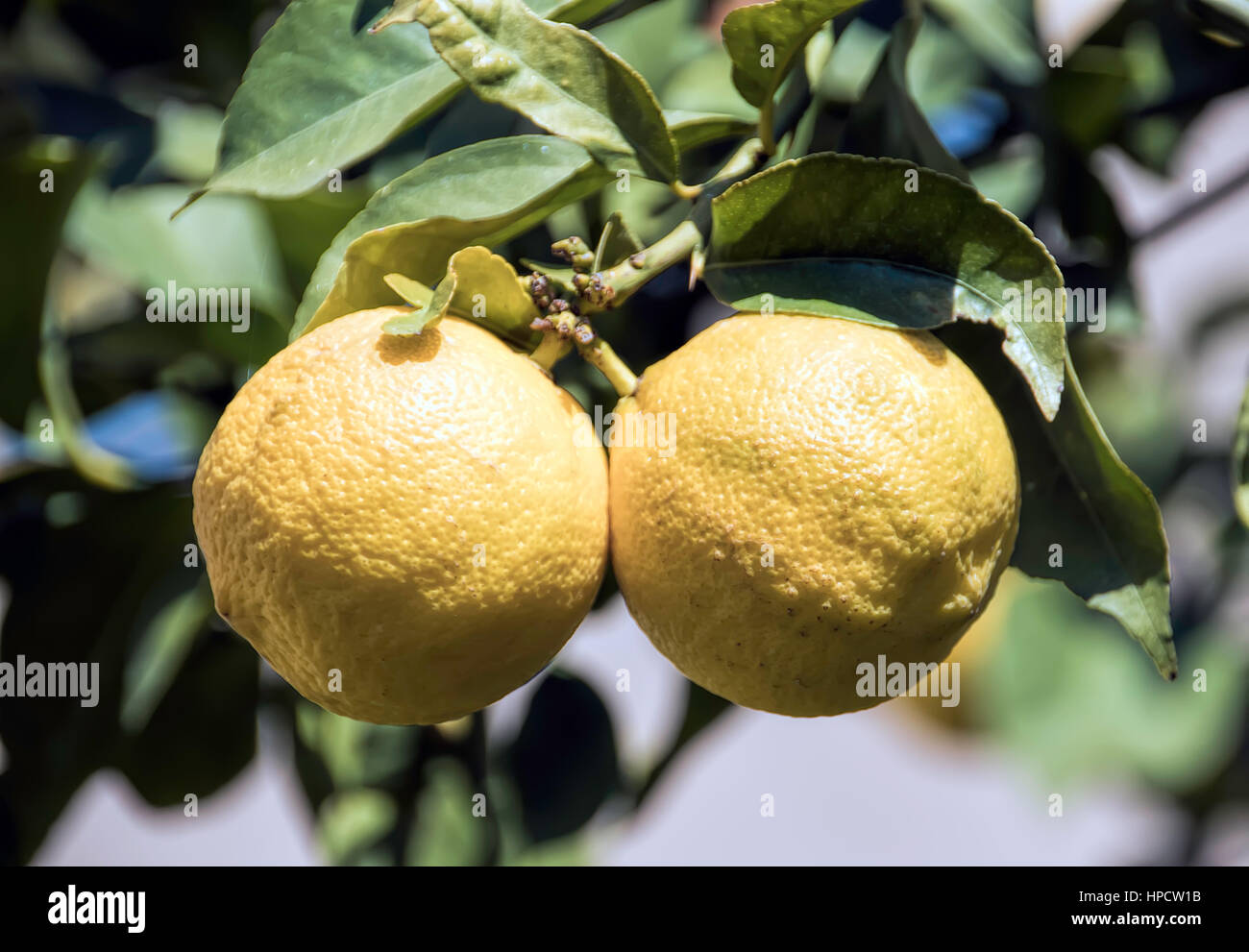 Yellow lemons on a background of green foliage Stock Photo