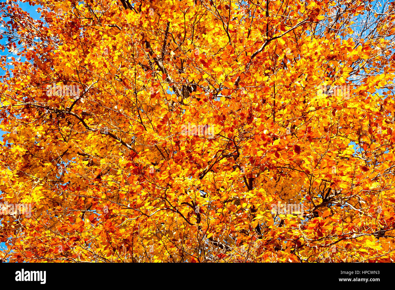 background of beech tree in autumn Stock Photo