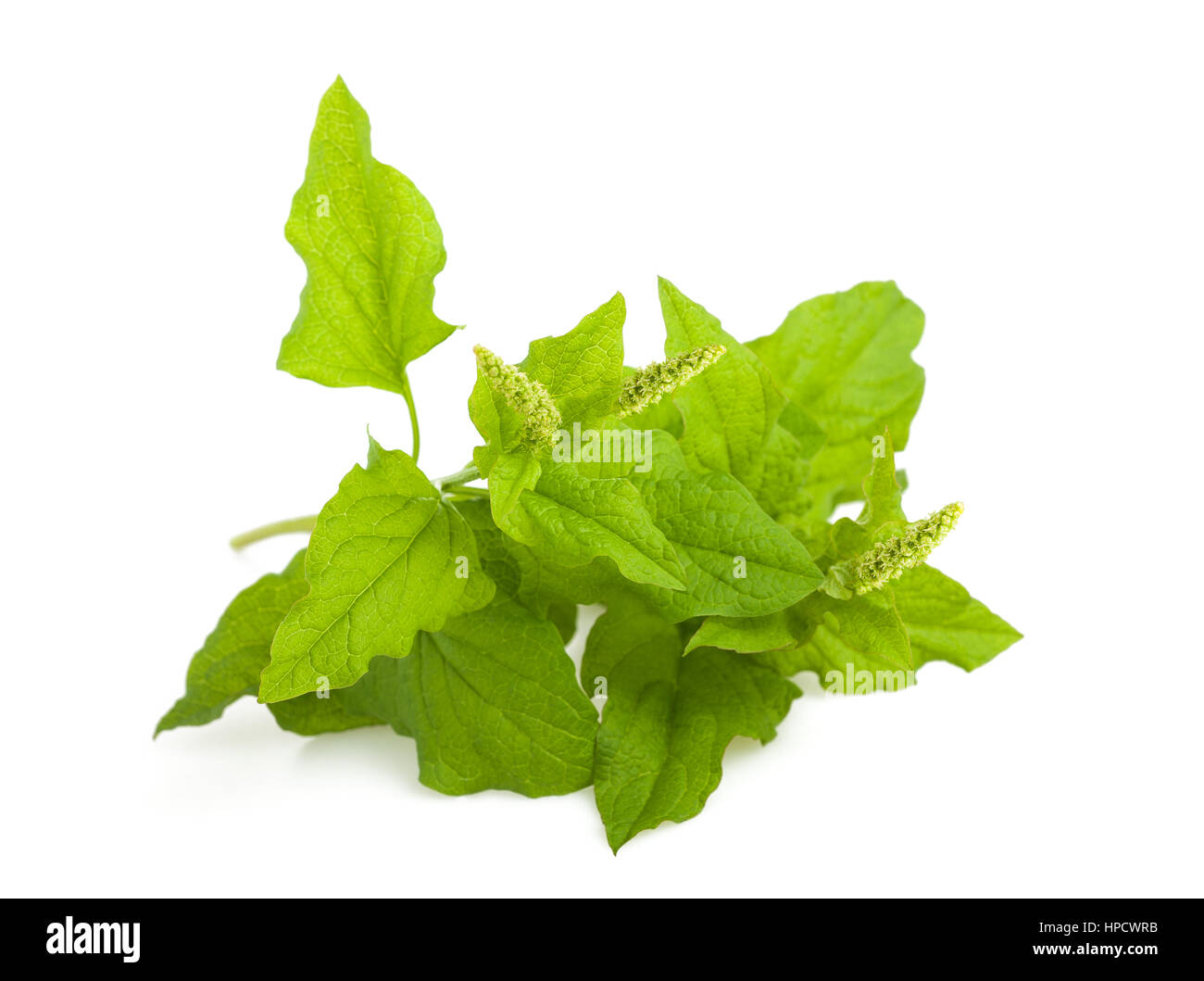 Wild spinach (mountain spinach) isolated on white Stock Photo