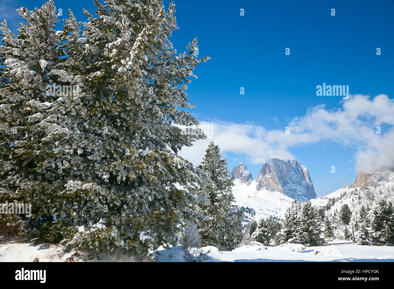 Fir trees on a mountain slope at Dolomites in Italy Stock Photo