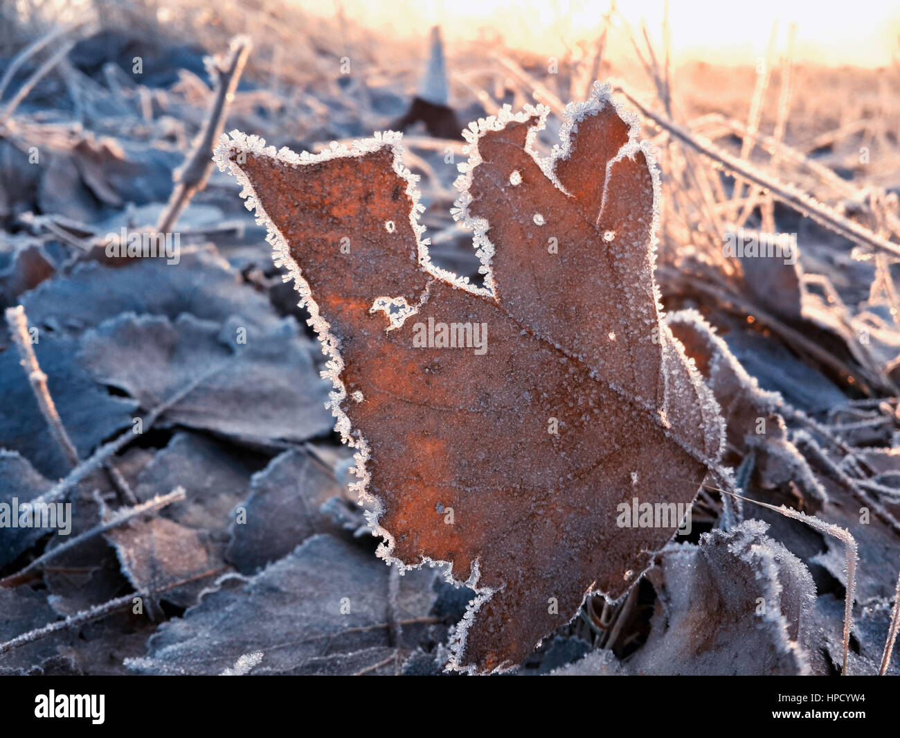 Beautiful frozen leaves lying on the winter ground Stock Photo - Alamy