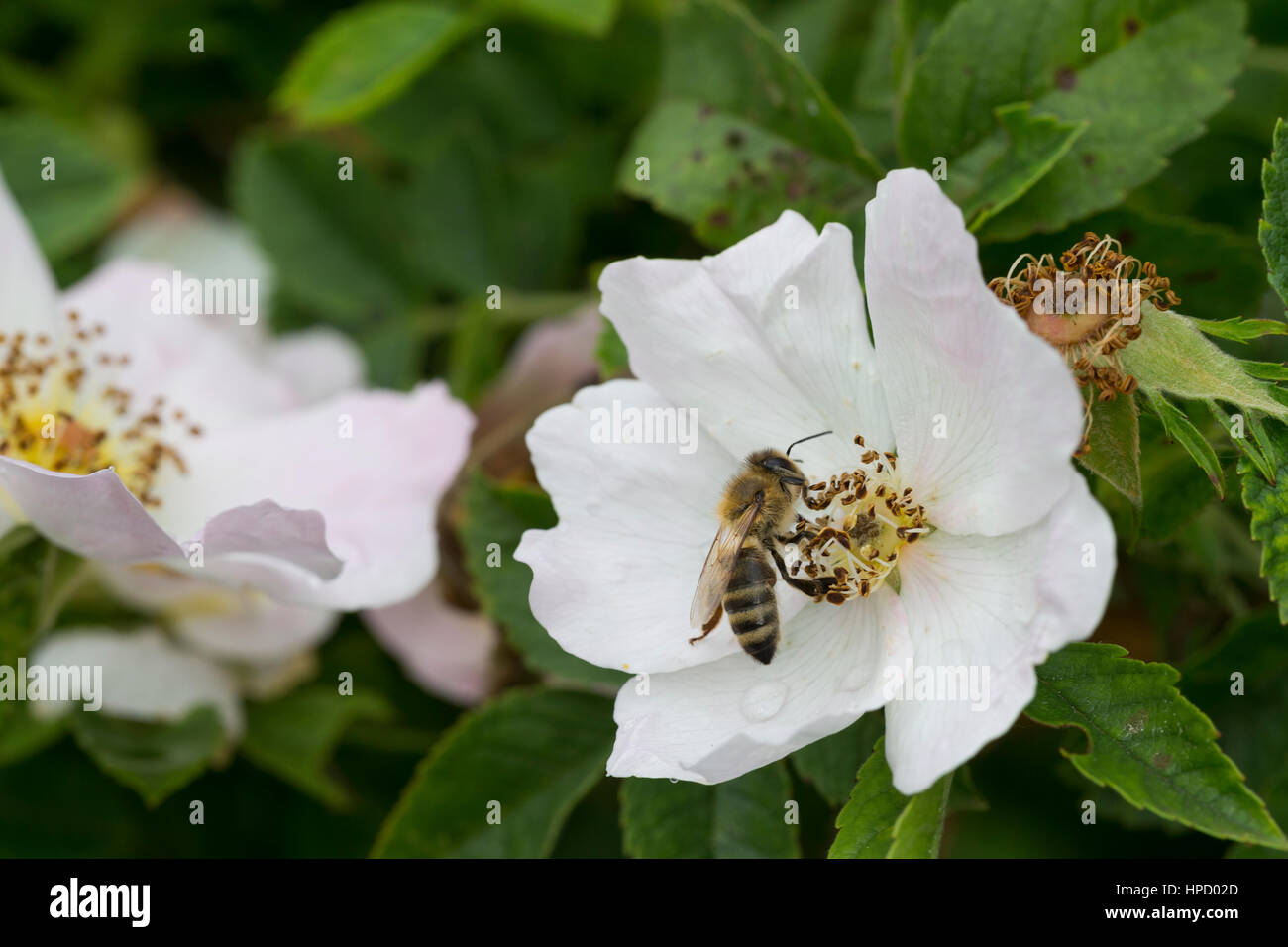 Honigbiene, Honig-Biene, Biene, Bienen, Apis mellifera, Apis mellifica, Blütenbesuch auf Wildrose, Rose, Heckenrose, Nektarsuche, Blütenbestäubung, ho Stock Photo