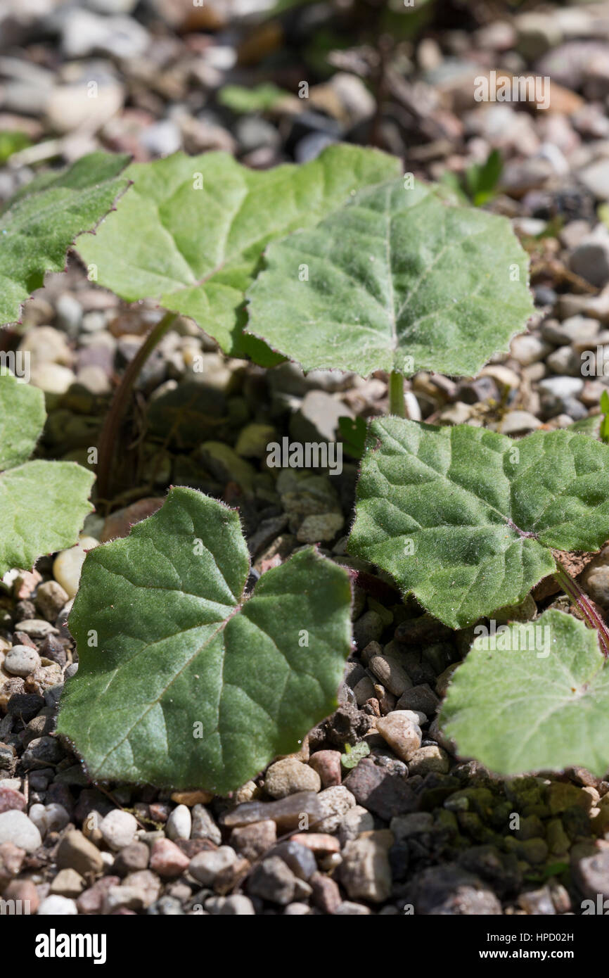 Huflattich, Blätter erscheinen nach der Blüte, Tussilago farfara, Coltsfoot, Pas d´âne, Tussilage Stock Photo