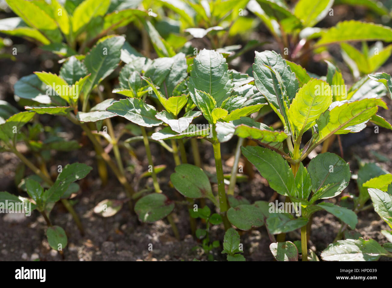Indisches Springkraut, Drüsiges Springkraut, Blatt, Blätter, Jungpflanze, Impatiens glandulifera, Himalayan Balsam, Policeman`s Helmet Stock Photo