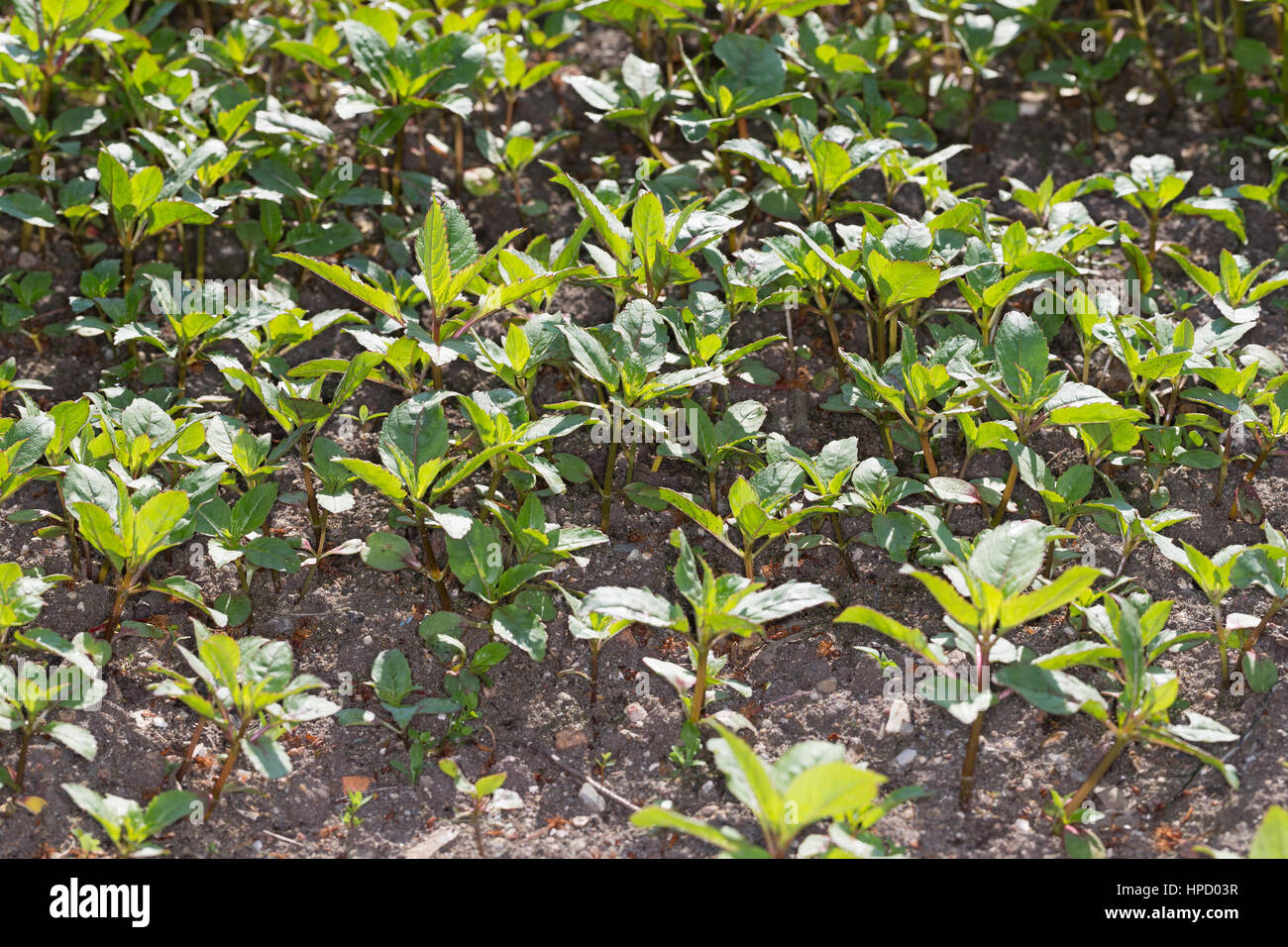 Indisches Springkraut, Drüsiges Springkraut, Blatt, Blätter, Jungpflanze, Impatiens glandulifera, Himalayan Balsam, Policeman`s Helmet Stock Photo