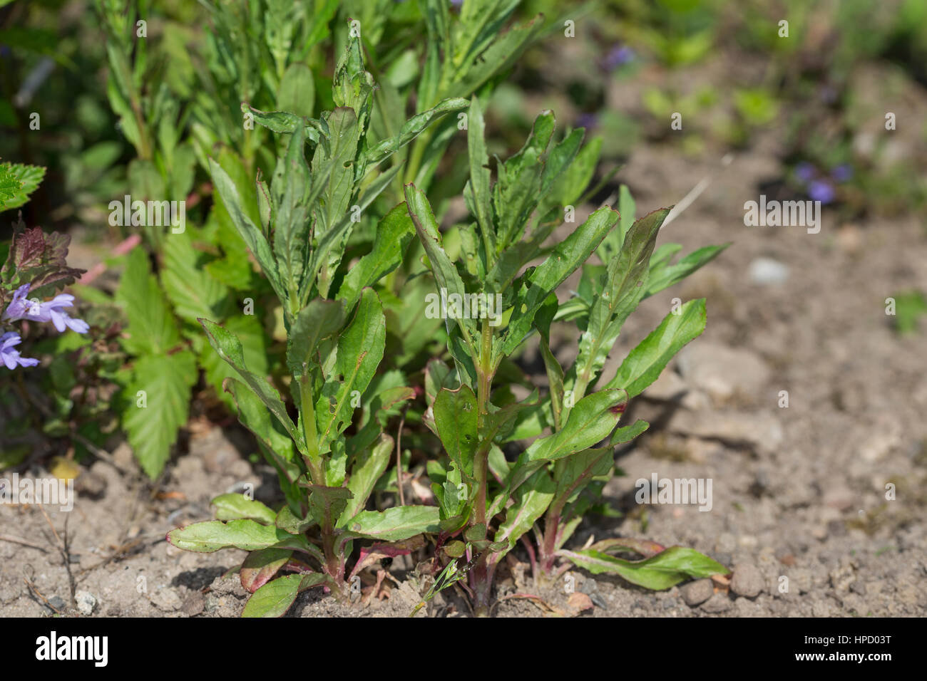 Kleinblütiges Weidenröschen, Blatt, Blätter vor der Blüte, Jungpflanze, Epilobium parviflorum, Smallflower Hairy Willowherb Stock Photo