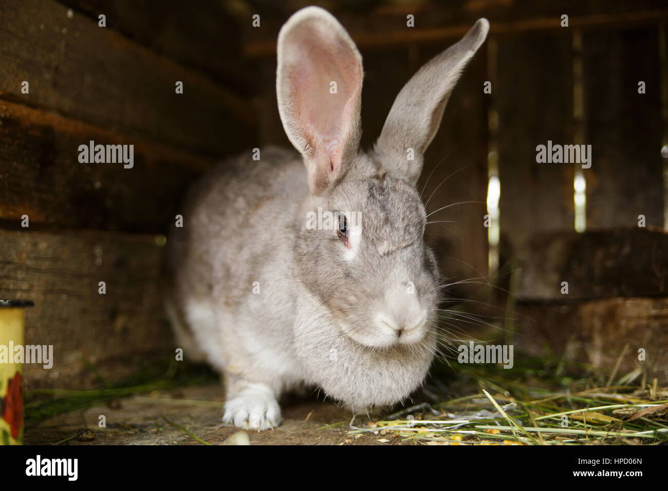 The rabbit in a cage looks in the chamber Stock Photo - Alamy