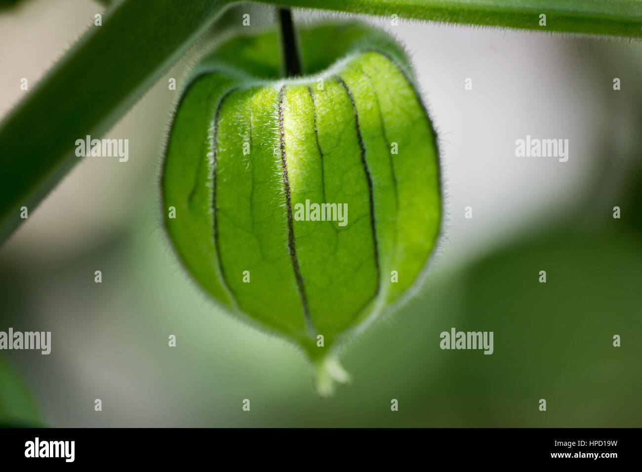 Green physalis Chinese lantern fruit macro shot Stock Photo
