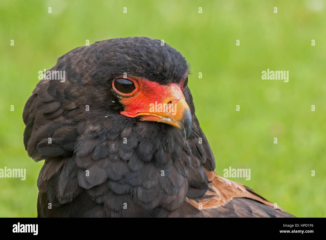 Portrait of a Bateleur Eagle Stock Photo