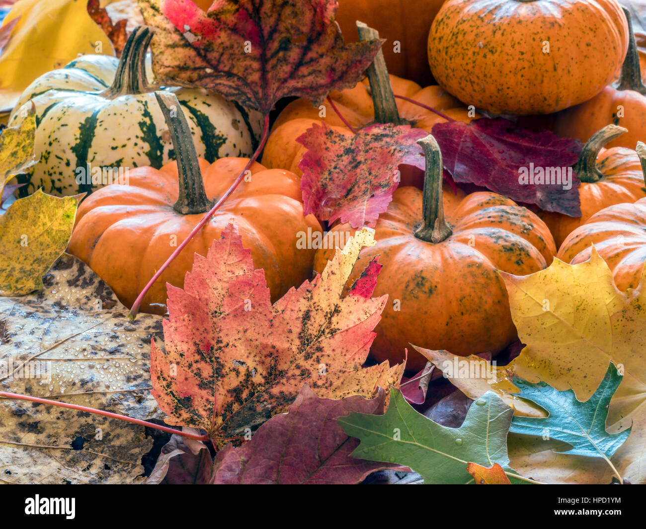 Autumn still life with pumpkin and colored leaves Stock Photo - Alamy