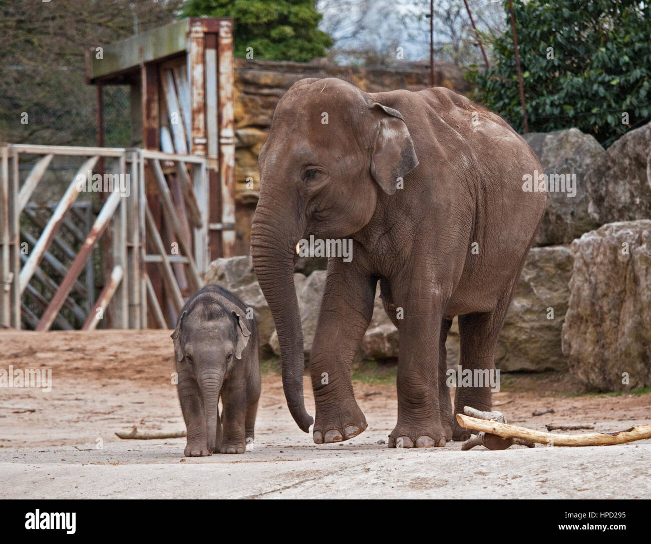 Asiatic Elephant and Calf (elephas maximus) Stock Photo