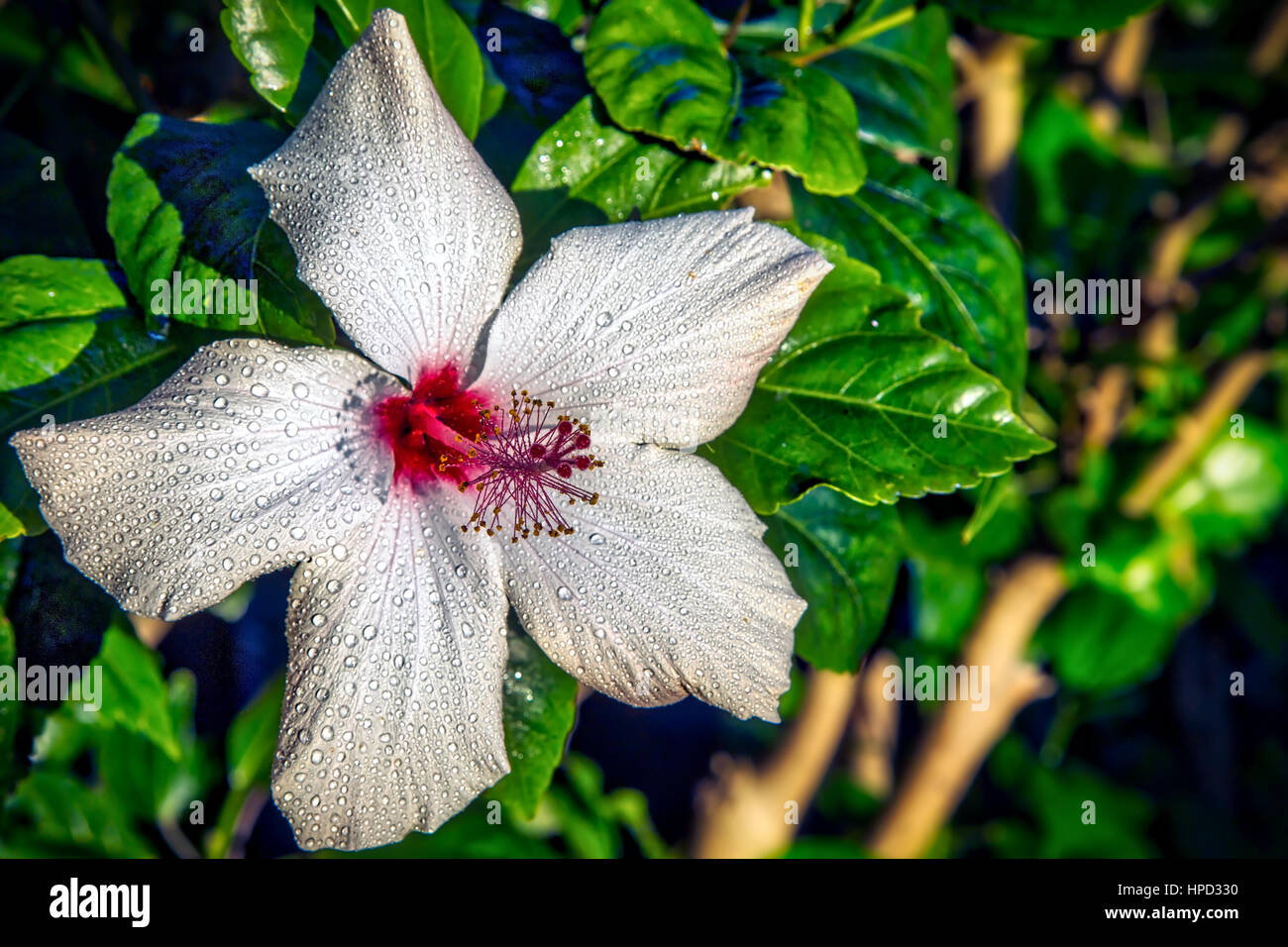 Sunlight and dew on flowers hires stock photography and images Alamy