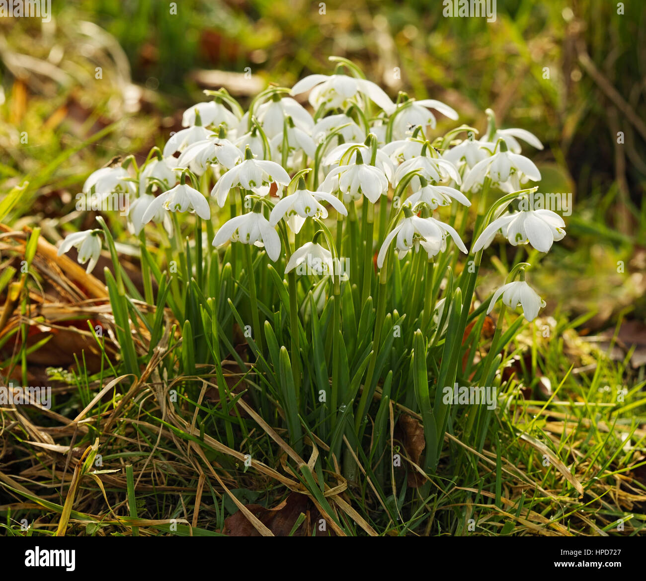 Group of double headed snowdrops growing in  woodland Stock Photo