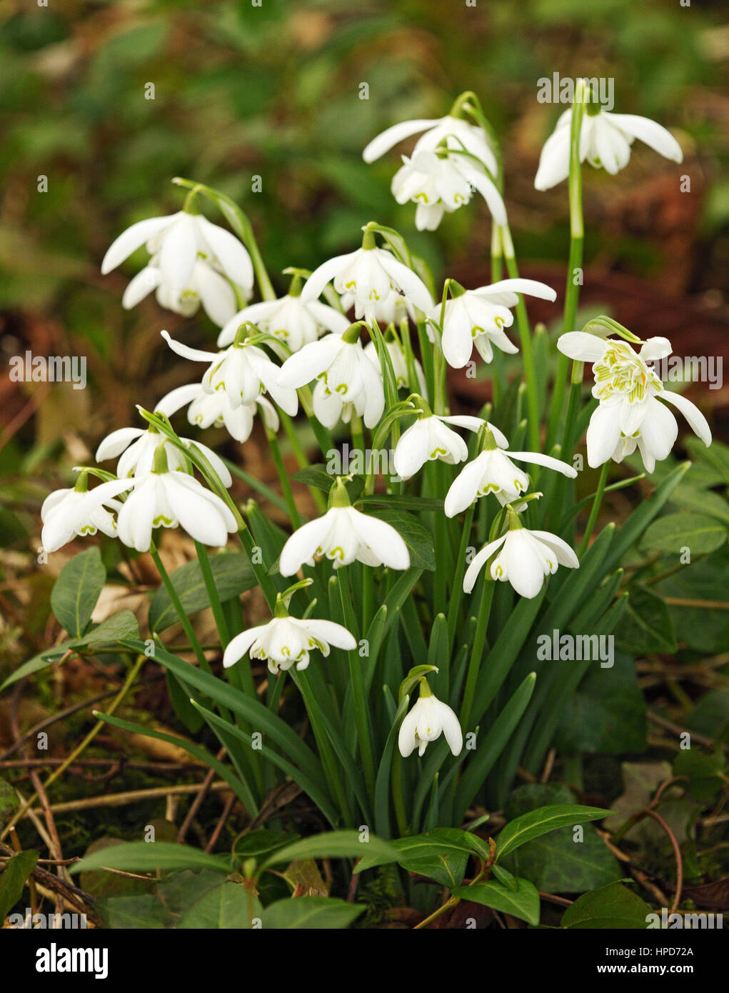 Group of double headed snowdrops growing in woodland Stock Photo