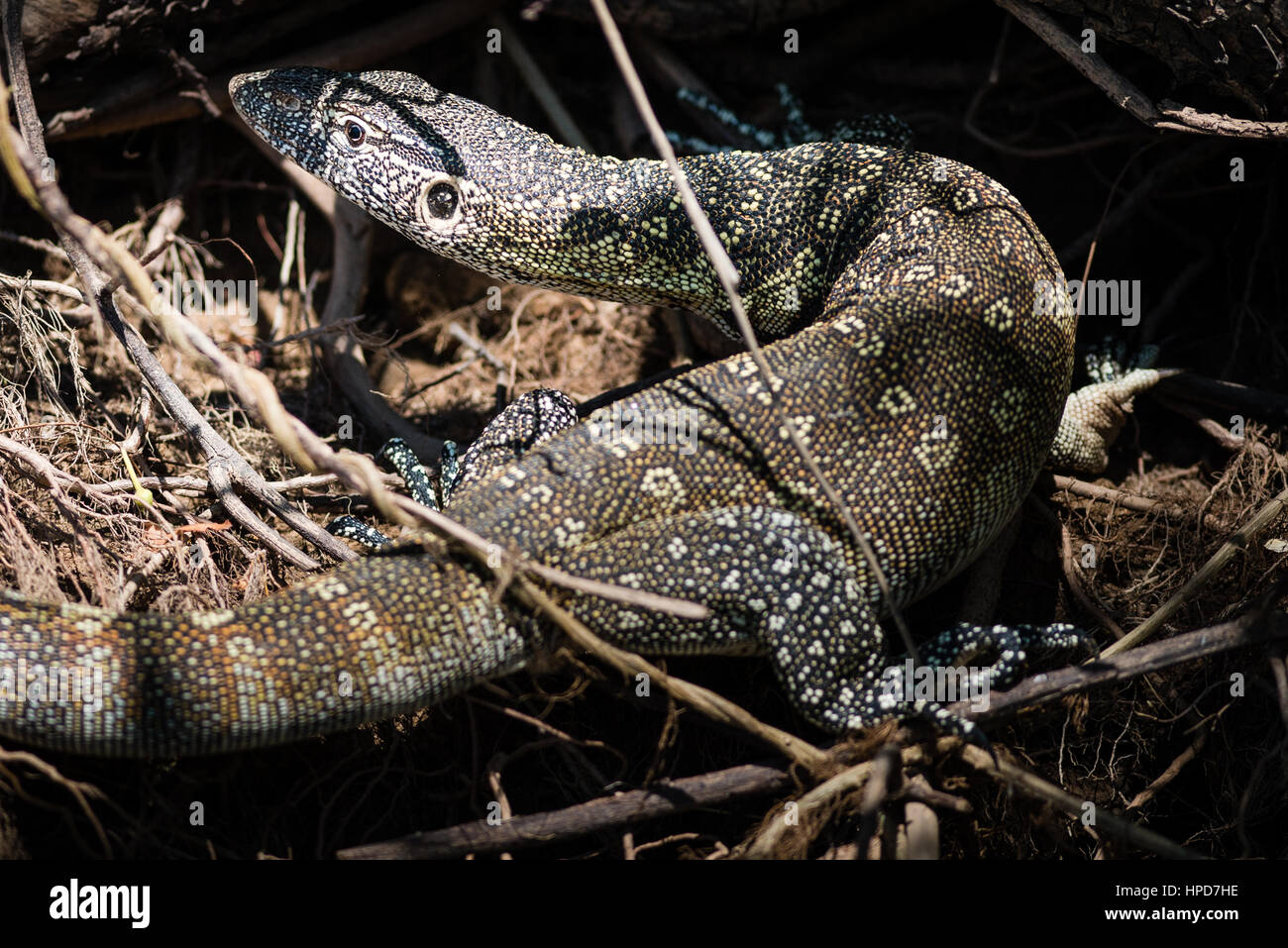 Lizard namibia hi-res stock photography and images - Alamy