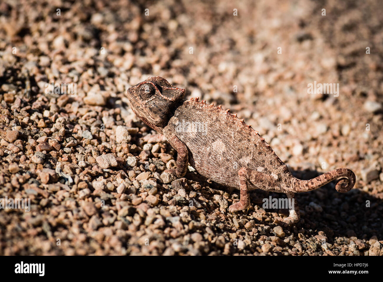 Chamelion, Northern Namibia. Stock Photo