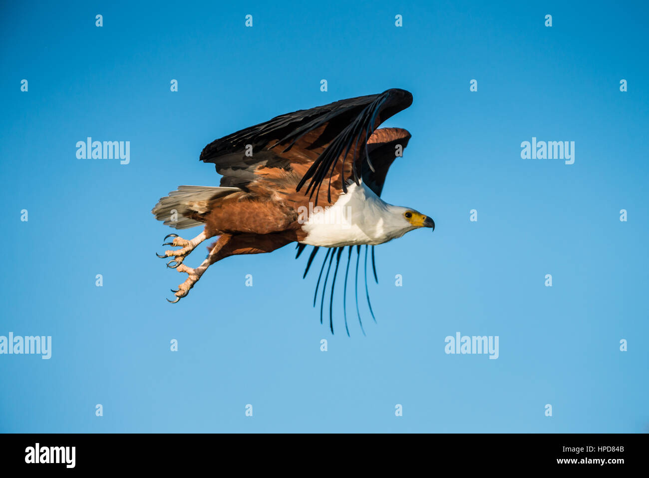 African Fish Eagle in Flight, Jao Camp, Botswana Stock Photo - Alamy