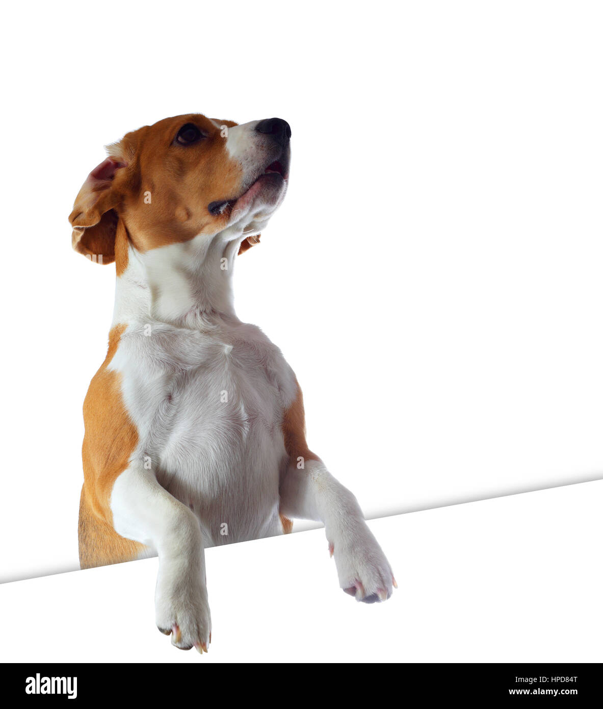 Beagle dog look out white background isolated on white background Stock Photo