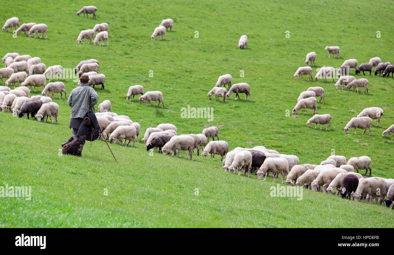 Shepherd with sheep herd on green lawn Stock Photo