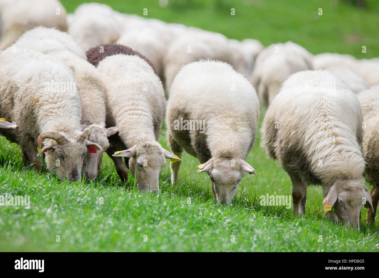 Sheep herd staying on green meadow and eating grass Stock Photo