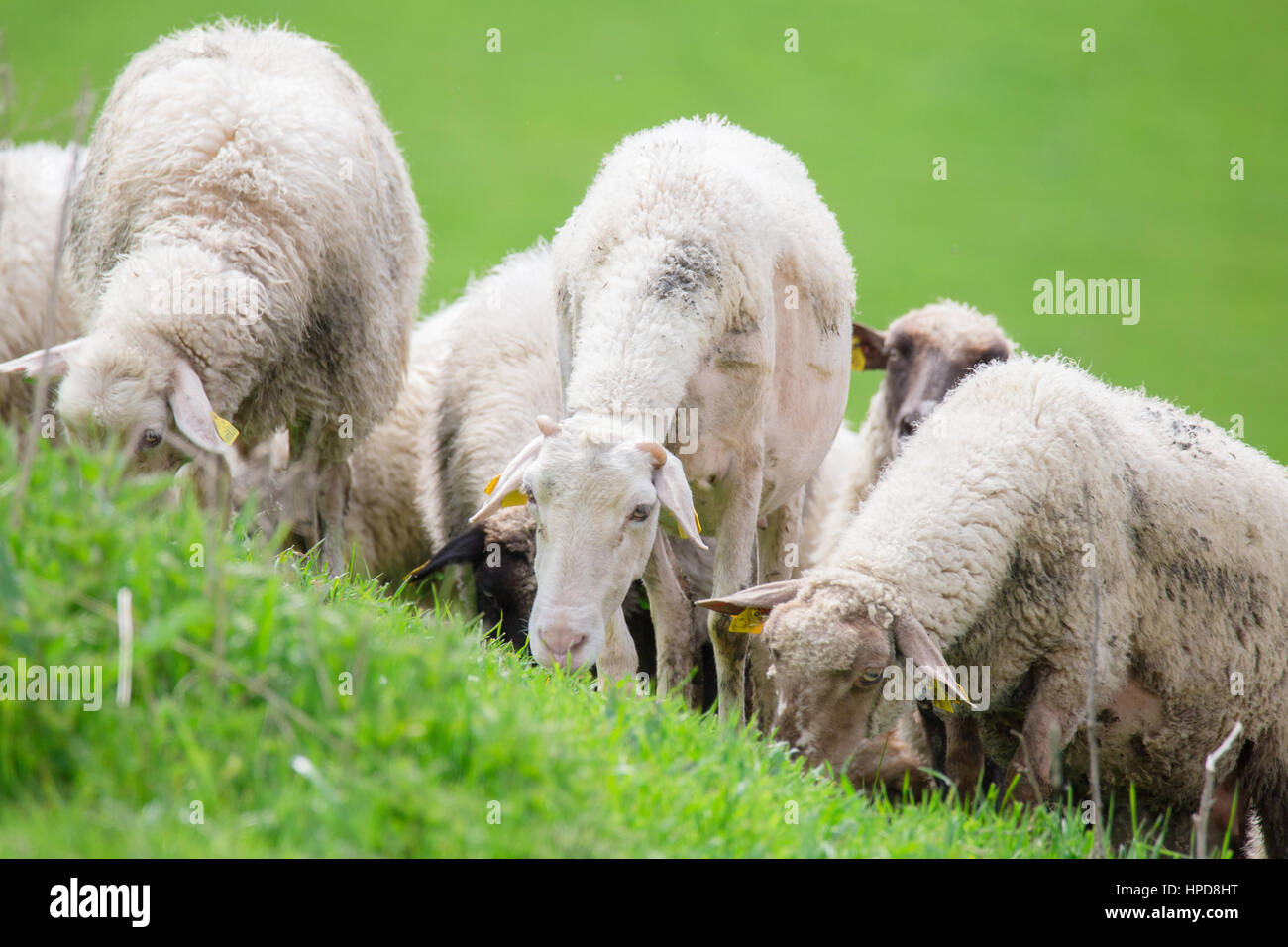 Sheep herd on green meadow eating grass Stock Photo