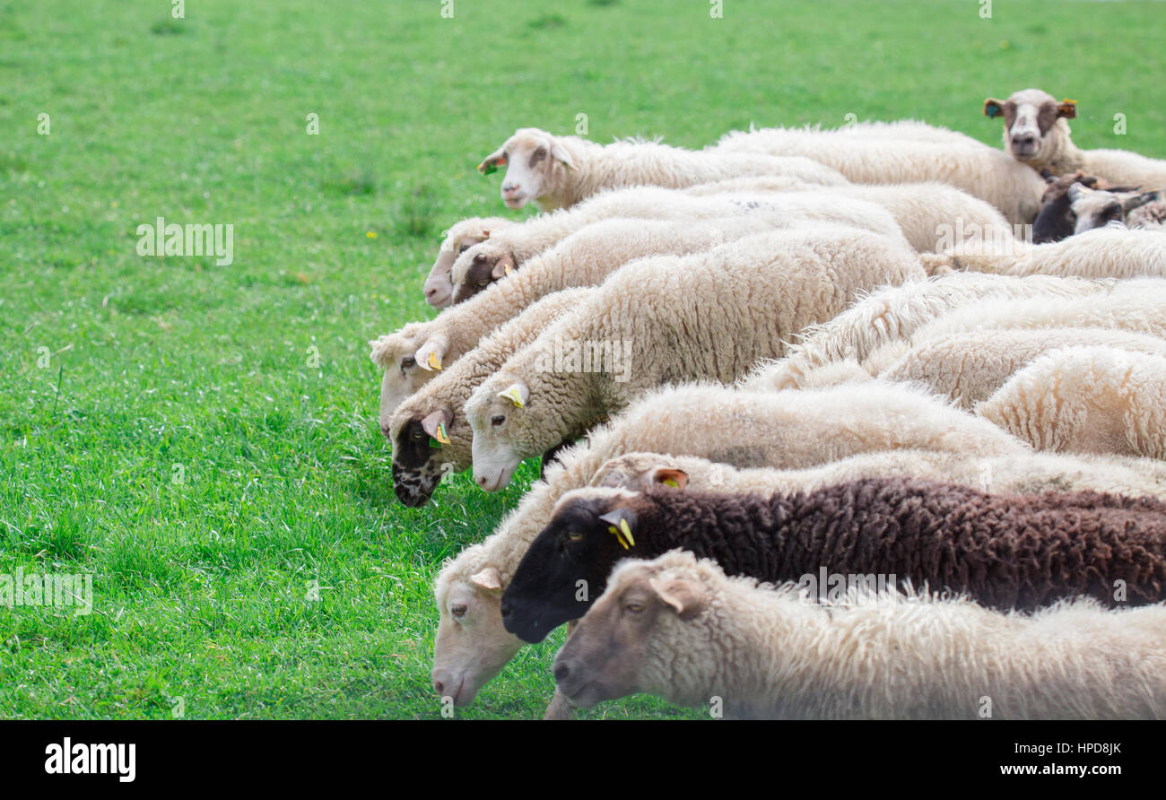 Sheep herd on green meadow with empty space Stock Photo