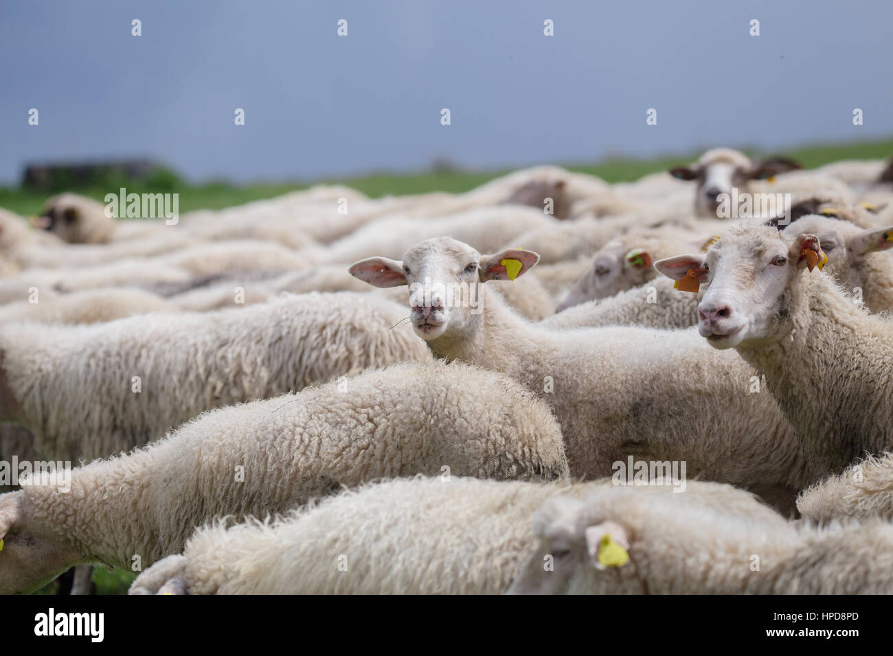 group white and gray sheeps look into camera Stock Photo