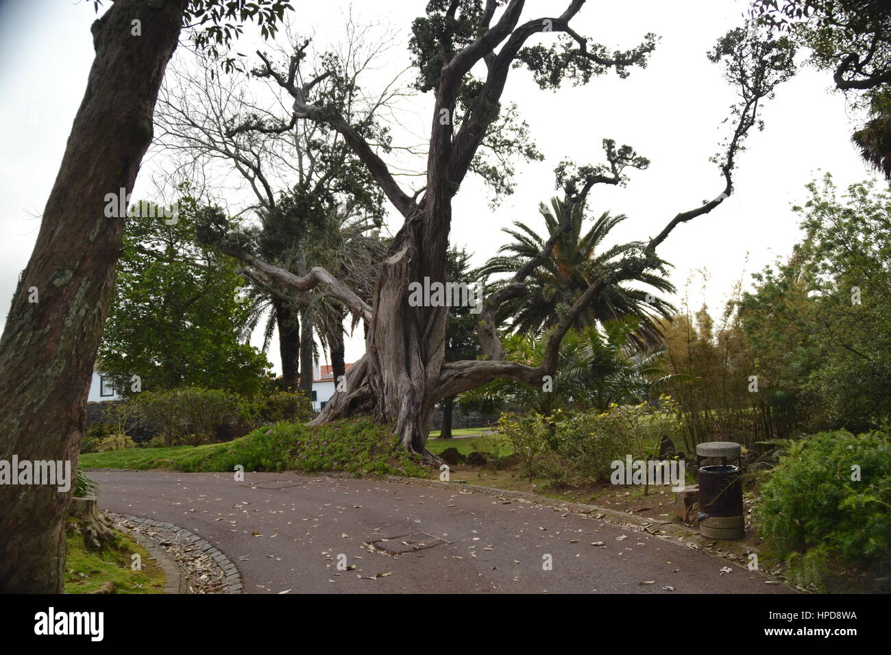 Flora portugal capital hi-res stock photography and images - Alamy