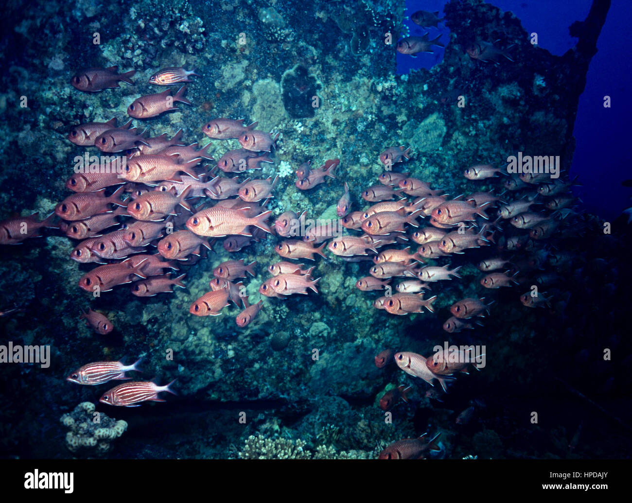 A shoal of pinecone soldierfish (Myripristis murdjan) with, below, a pair of tiger cardinalfish (Cheilodipterus macrodon): all in a wreck. Red Sea. Stock Photo