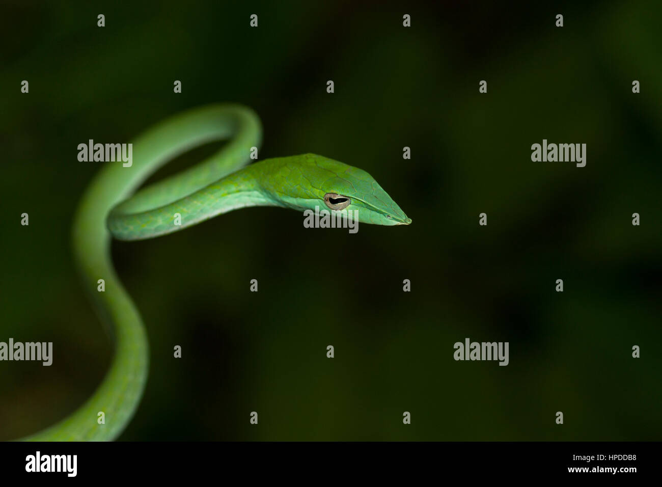 Green vine snake upper body in air Stock Photo