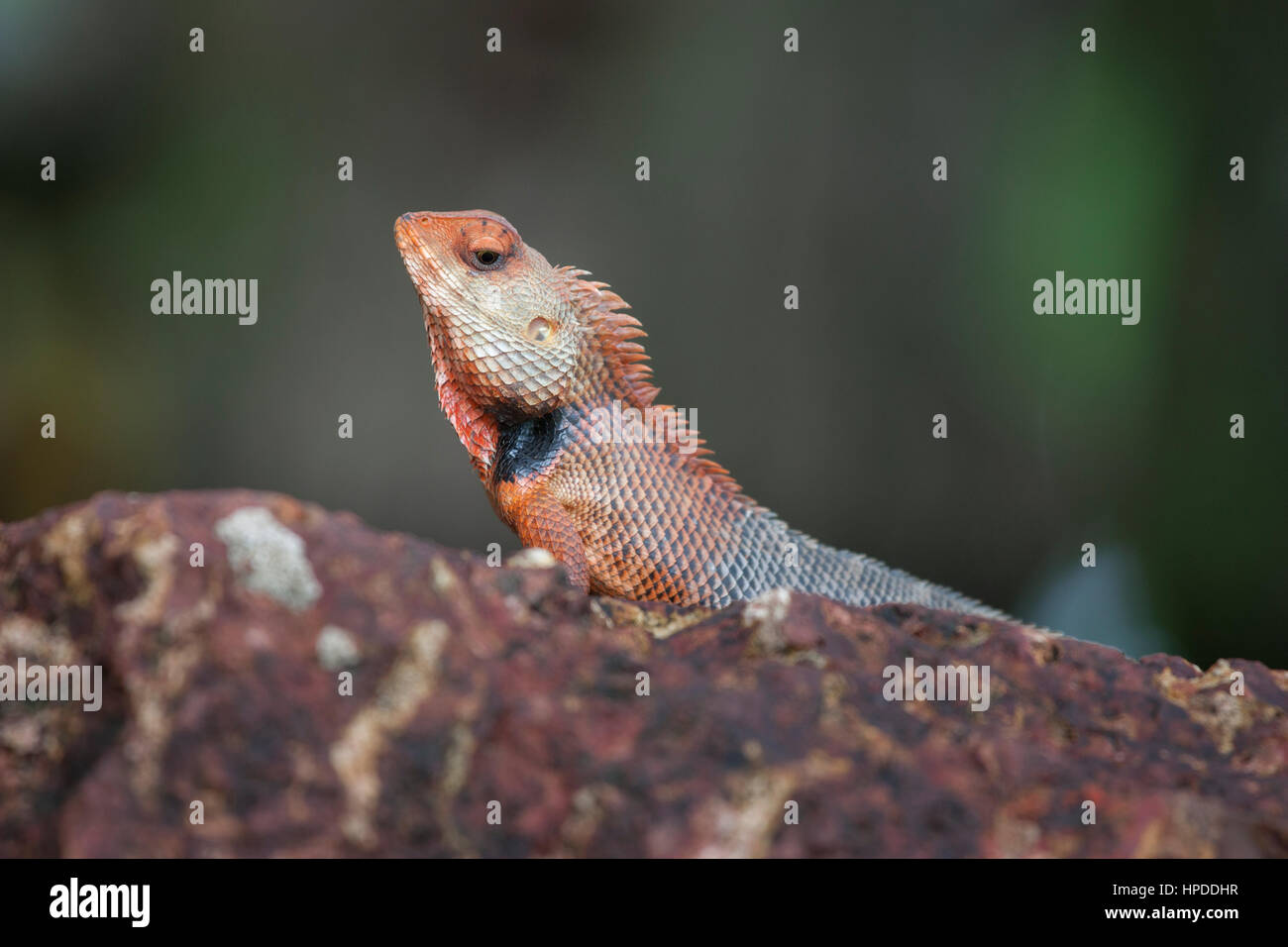 Breeding colours of oriental garden lizard Stock Photo