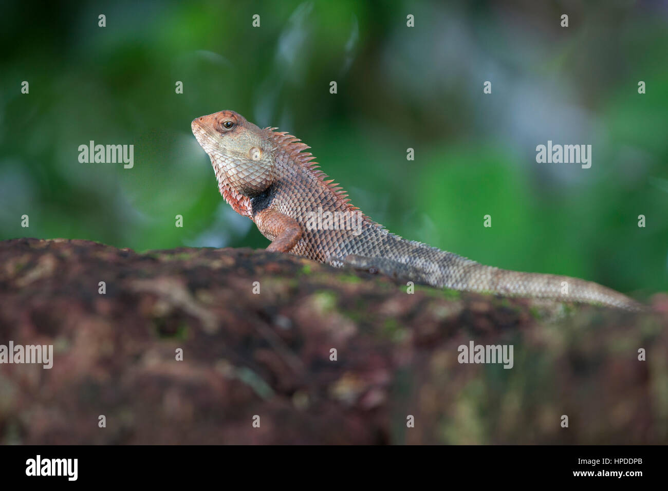 Breeding colours of oriental garden lizard Stock Photo