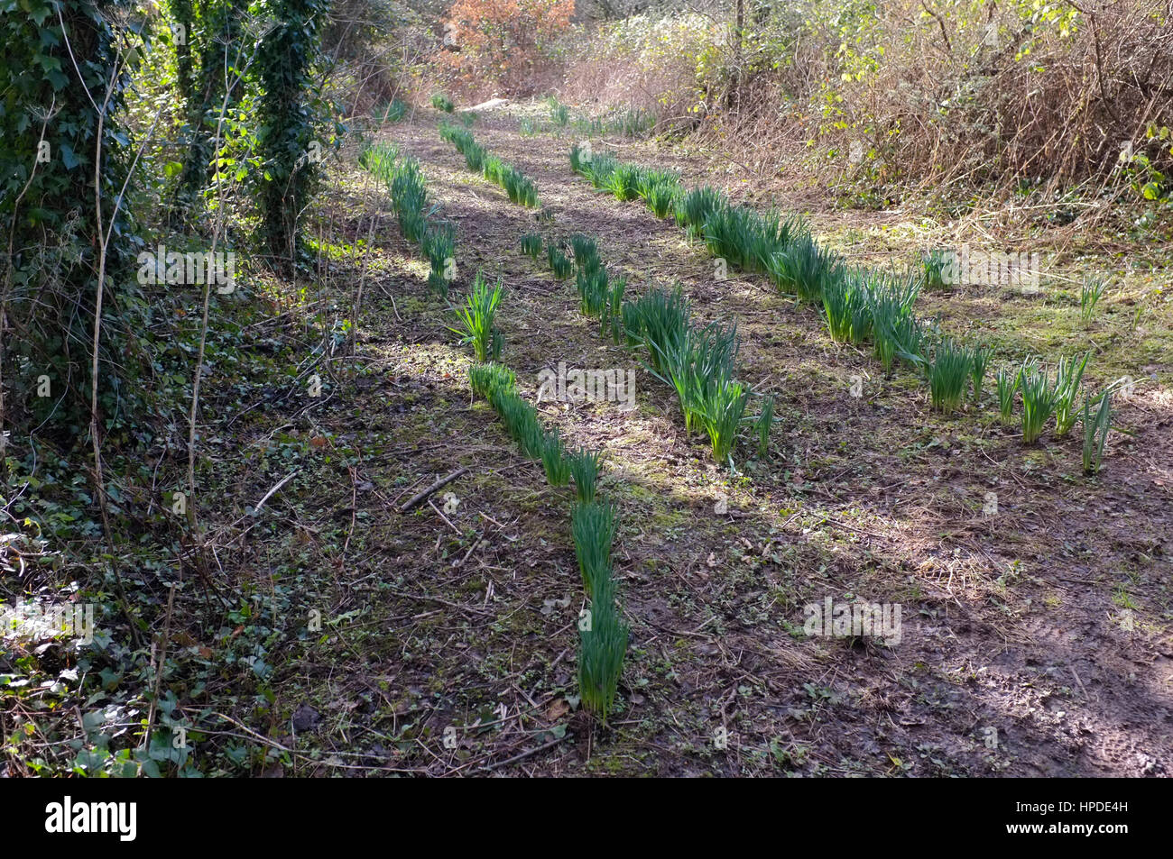 An old line of daffodils next to an apple orchard. Stock Photo