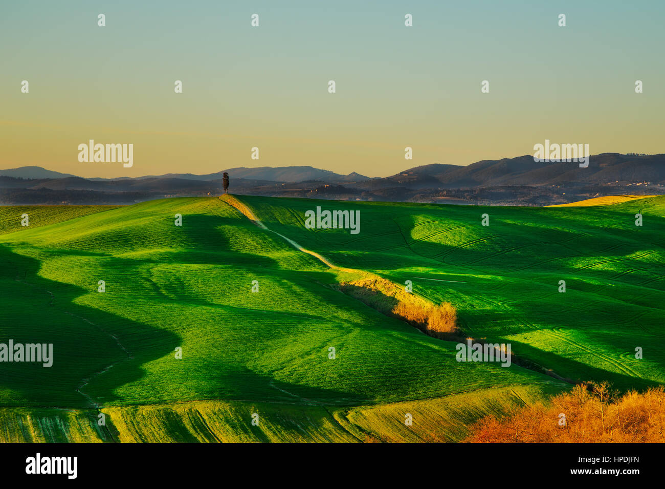 Tuscany country rolling hills landscape, hilltop cypress tree and green fields on sunset. Siena, Crete Senesi. Italy, Europe. Stock Photo