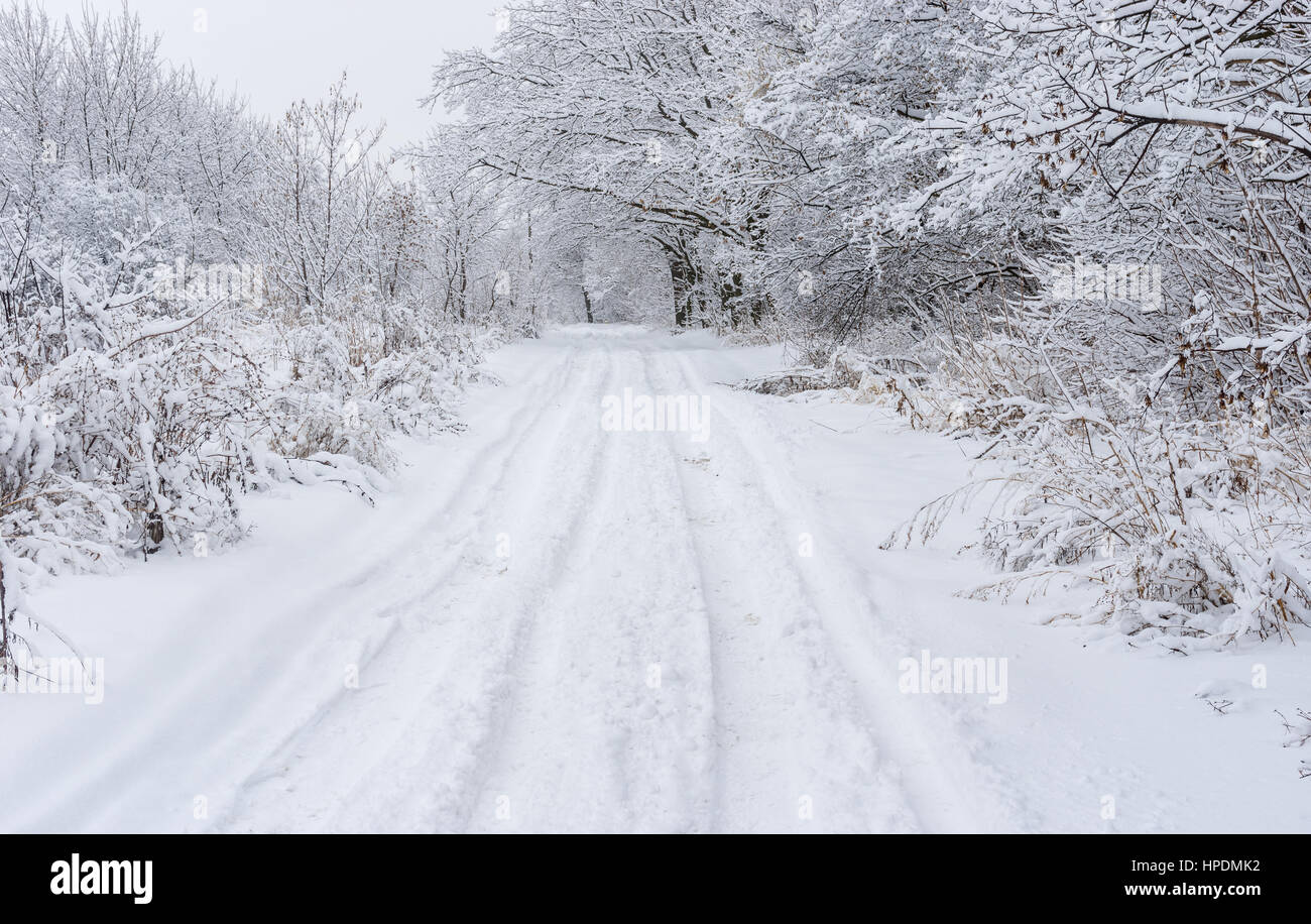Winter landscape with earth road in a snowy forest Stock Photo - Alamy