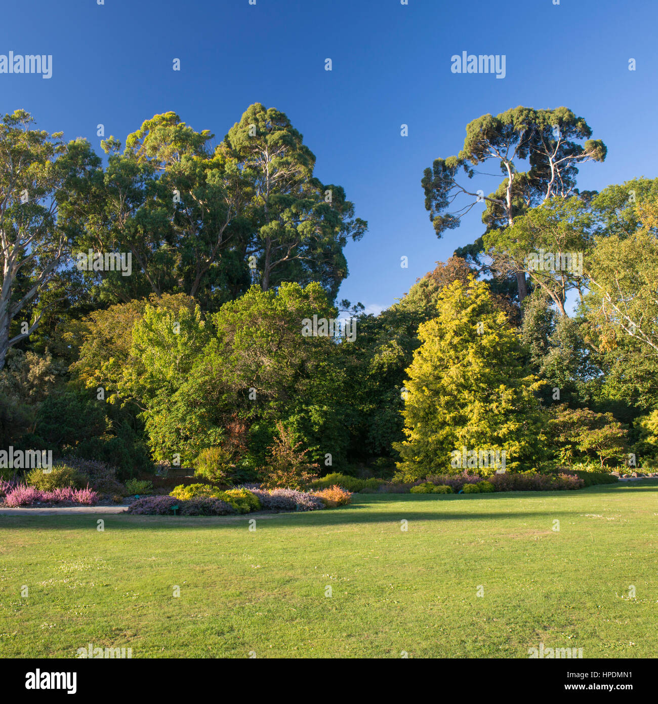 Christchurch, Canterbury, New Zealand. Native trees and manicured lawns