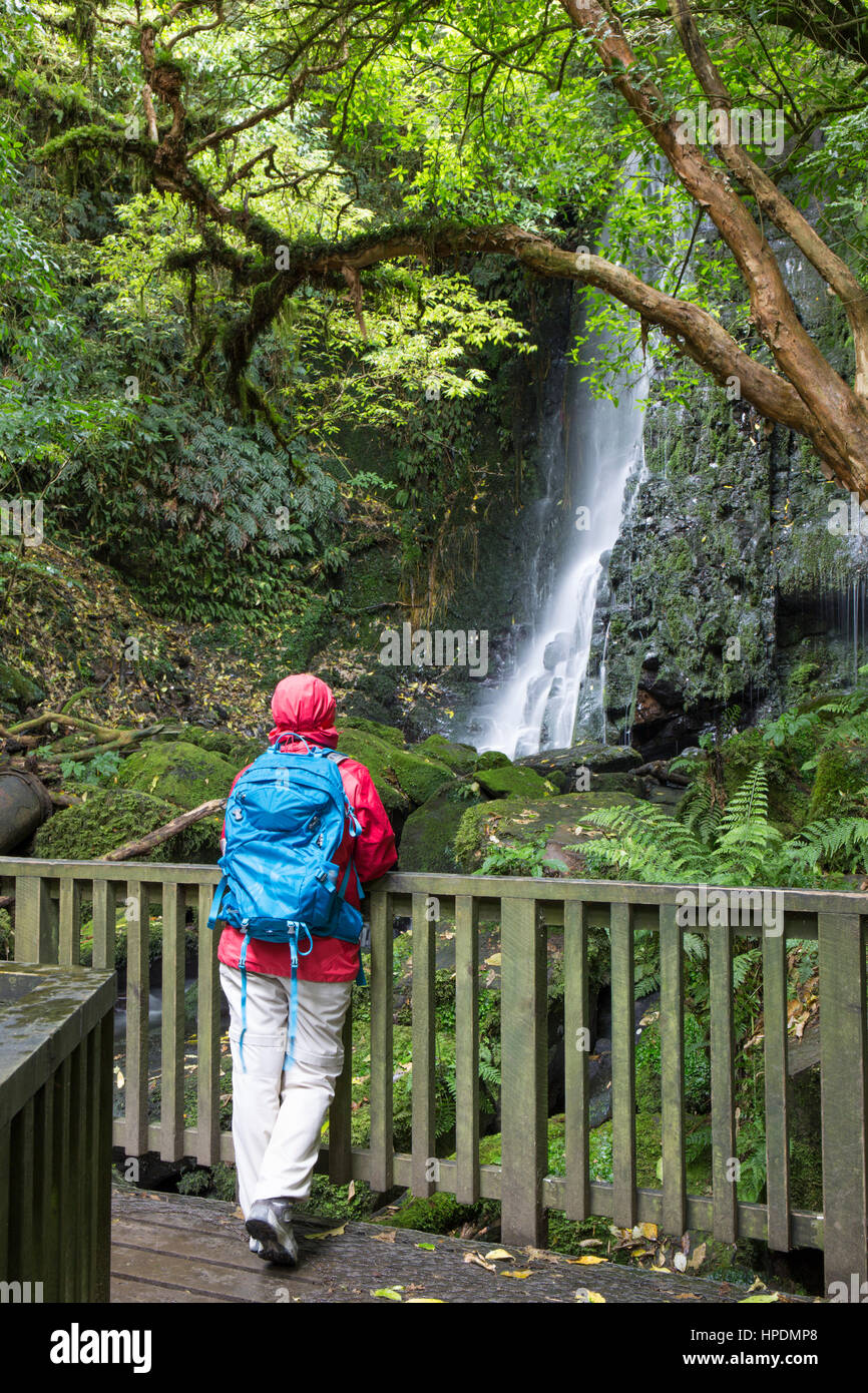 Caberfeidh, Catlins Conservation Area, Otago, New Zealand. Hiker in temperate rainforest admiring the lower cascade of Matai Falls from wooden bridge. Stock Photo
