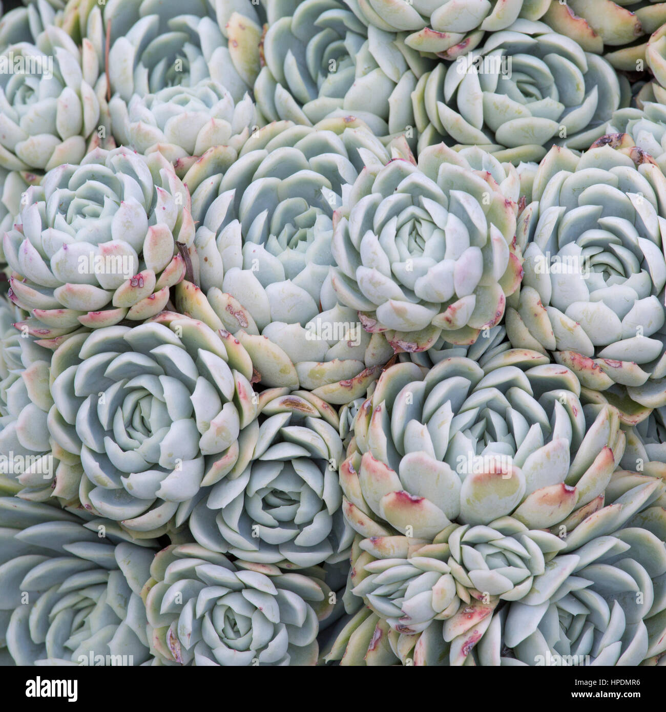 Christchurch, Canterbury, New Zealand. Tightly packed rosettes of Echeveria elegans on display in Christchurch Botanic Gardens. Stock Photo