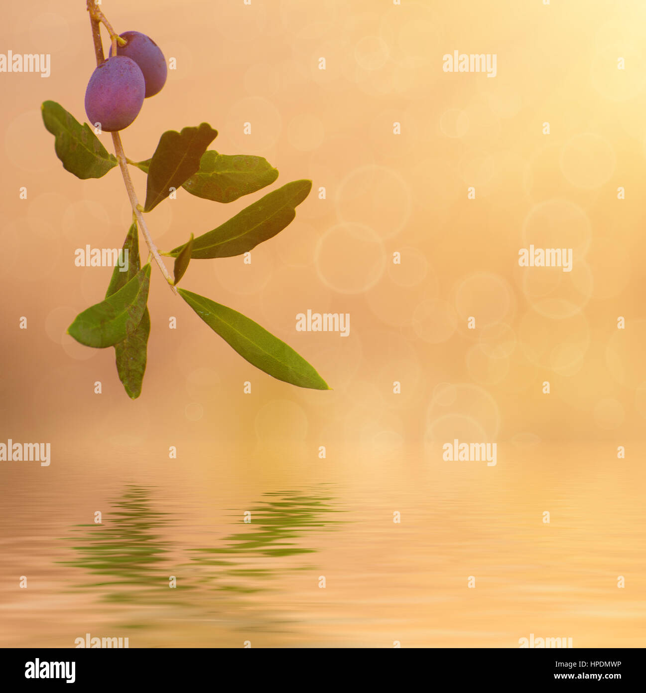 Branch of olive tree with fruits and leaves, natural agricultural sunny ...