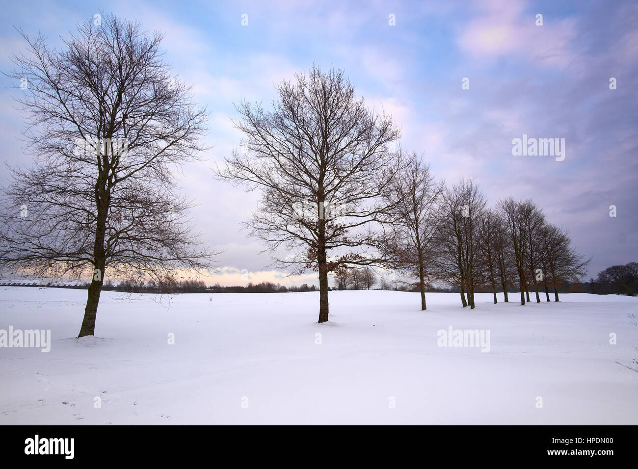 Row of naked trees on snow covered birkeroed golf course in Denmark Stock Photo