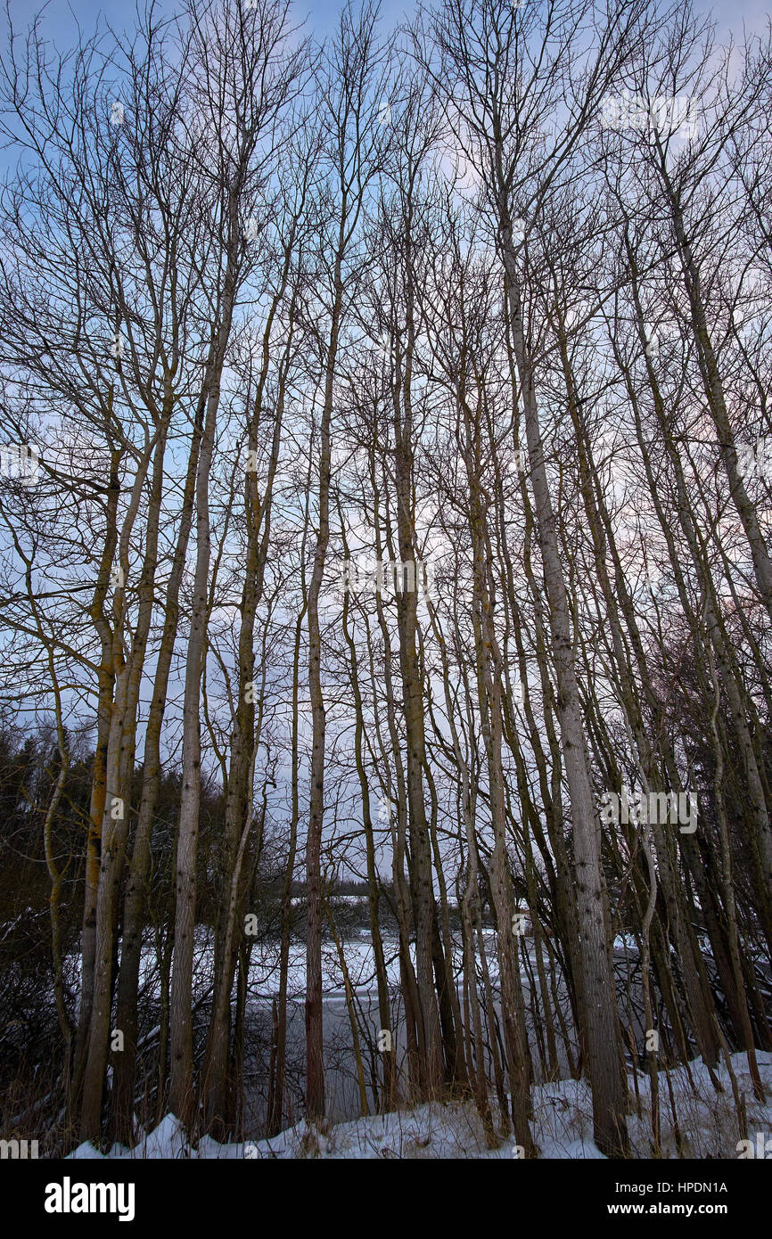 Thin tall leafless trees in front of lake covered with black ice on Birkeroed golf course in Denmark Stock Photo