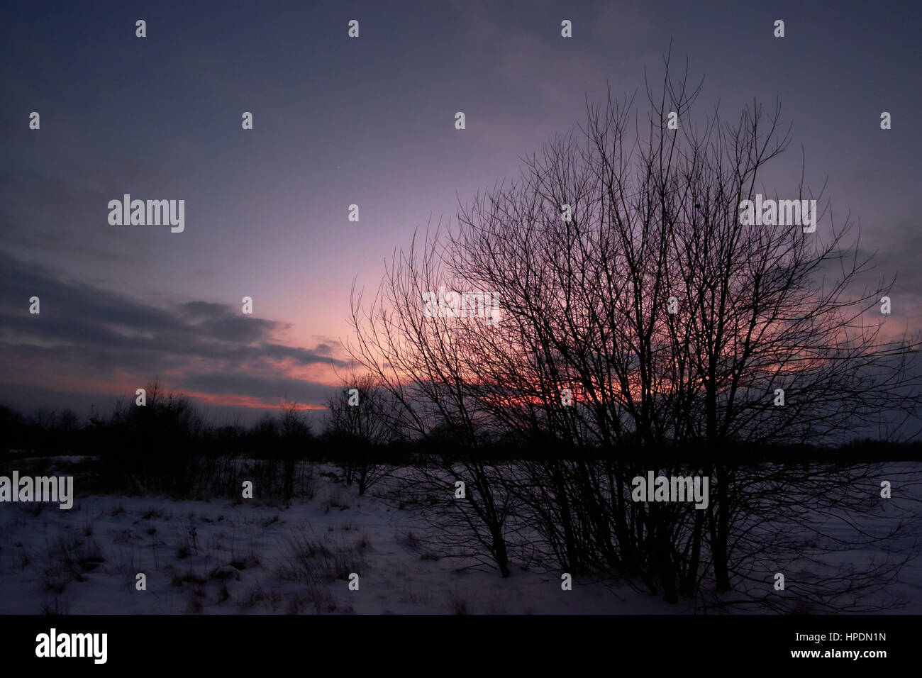 Small trees in front of a red lit sky on a late dark afternoon at Birkeroed golf course in Denmark Stock Photo