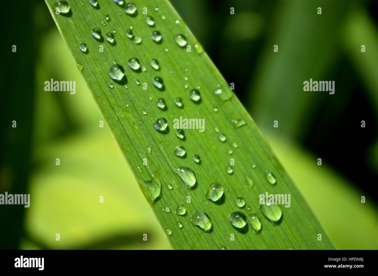 raindrops on leaf Stock Photo