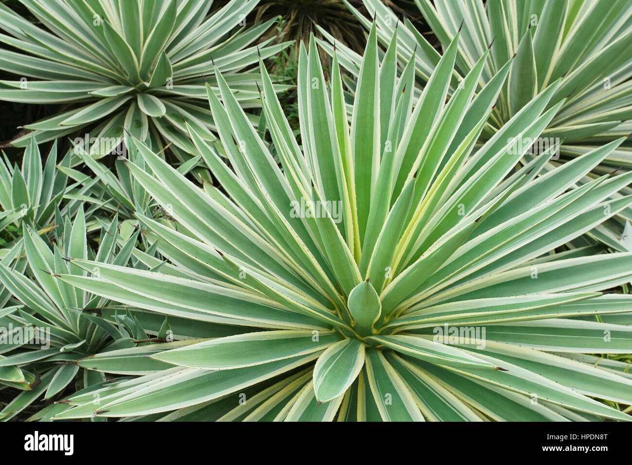 Agave angustifolia (Caribbean Agave) in the garden Stock Photo
