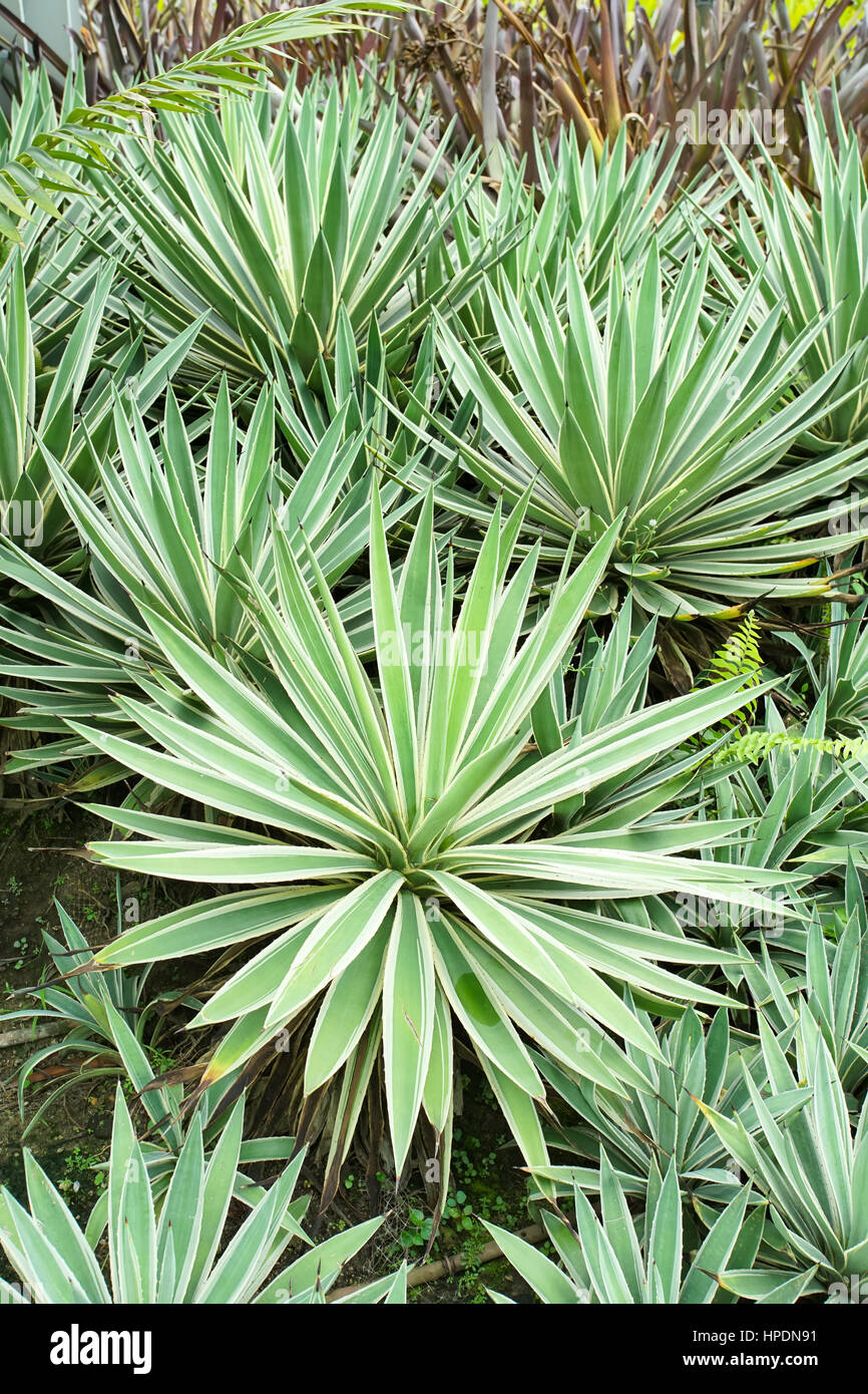 Agave angustifolia (Caribbean Agave) in the garden Stock Photo