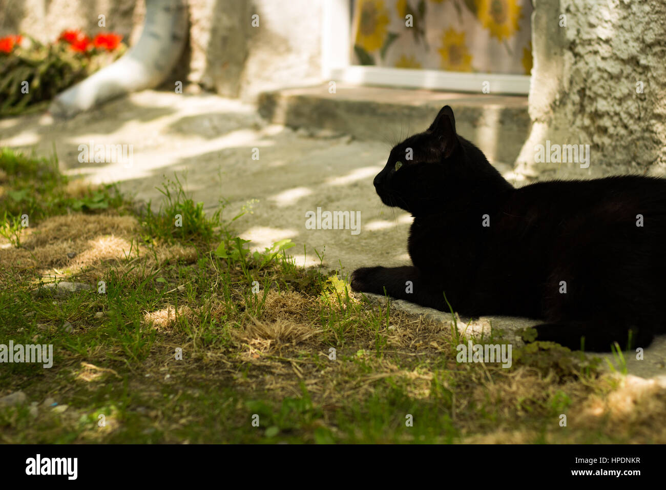Black Cat in the Garden Stock Photo - Alamy