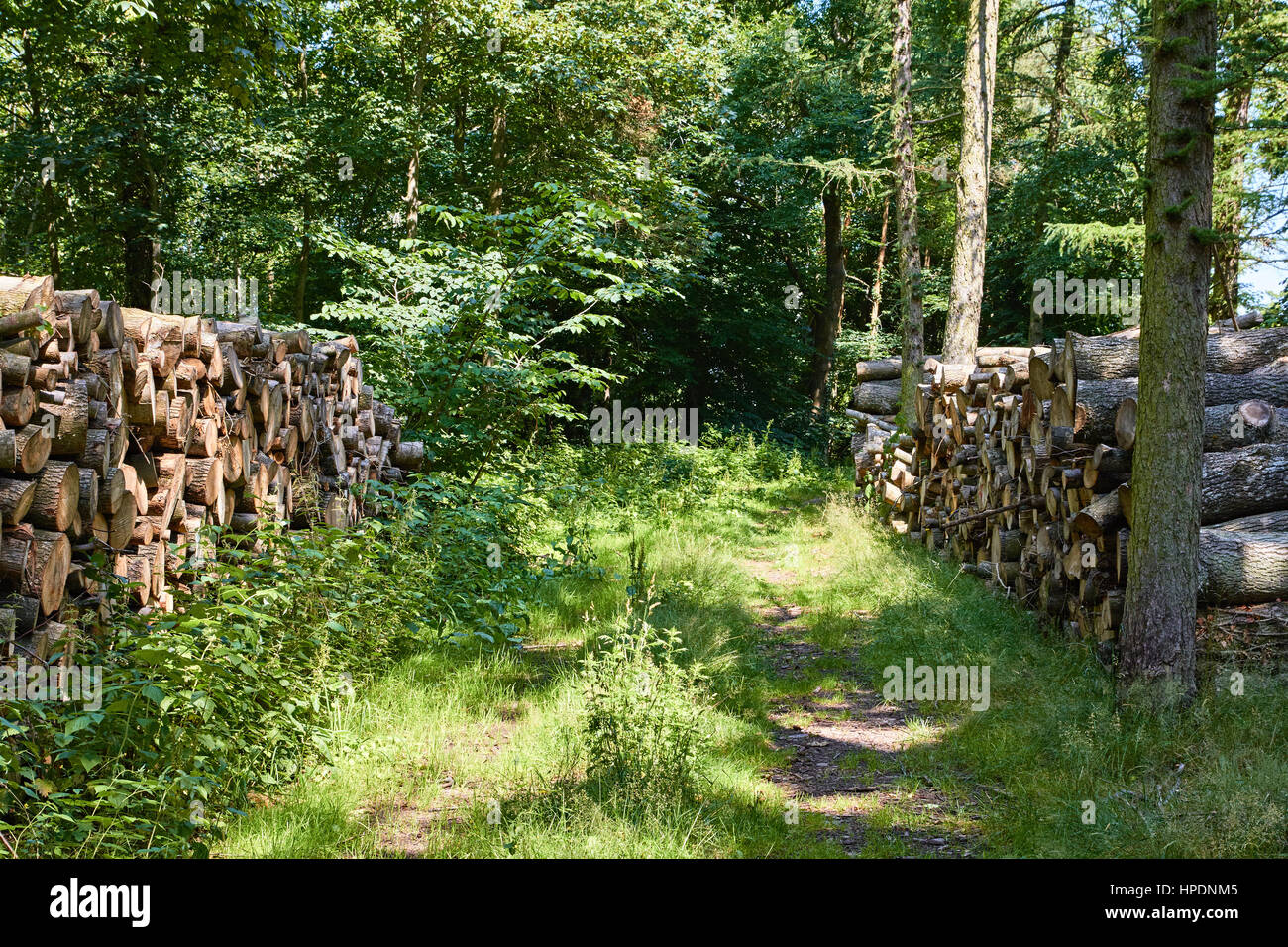 A couple of woodpiles standign on each side of a path in the wwod on Bornholm Stock Photo