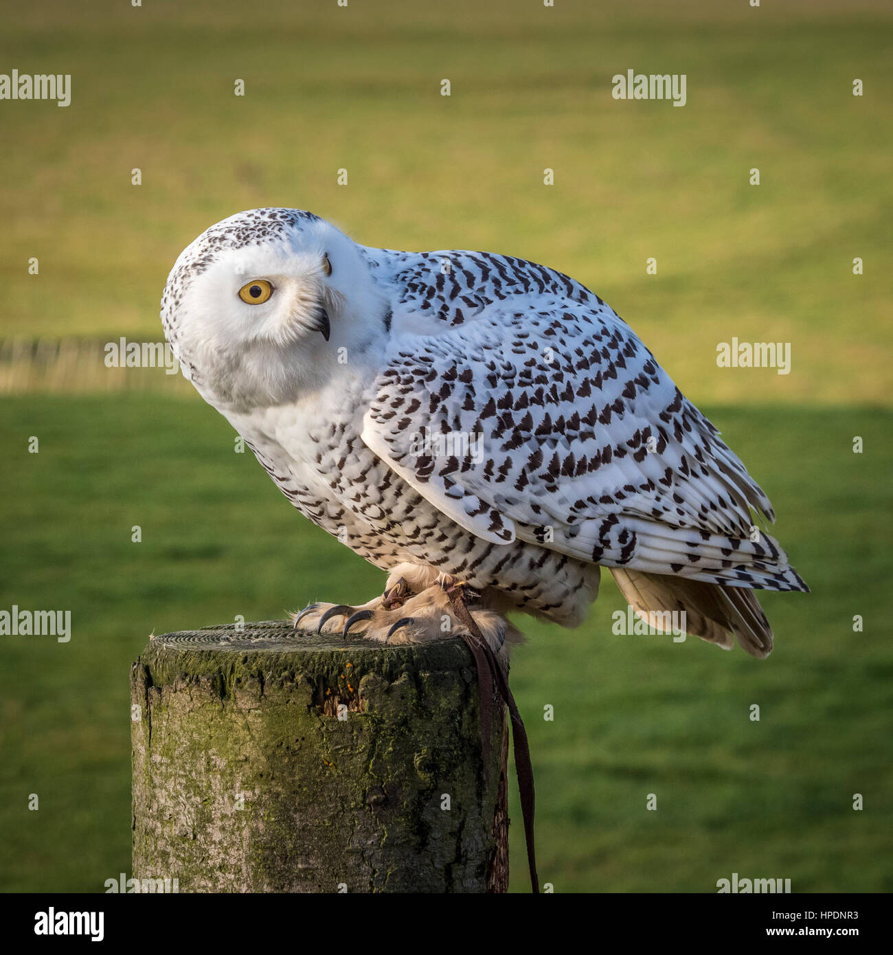 Snowy Owl on perch Stock Photo