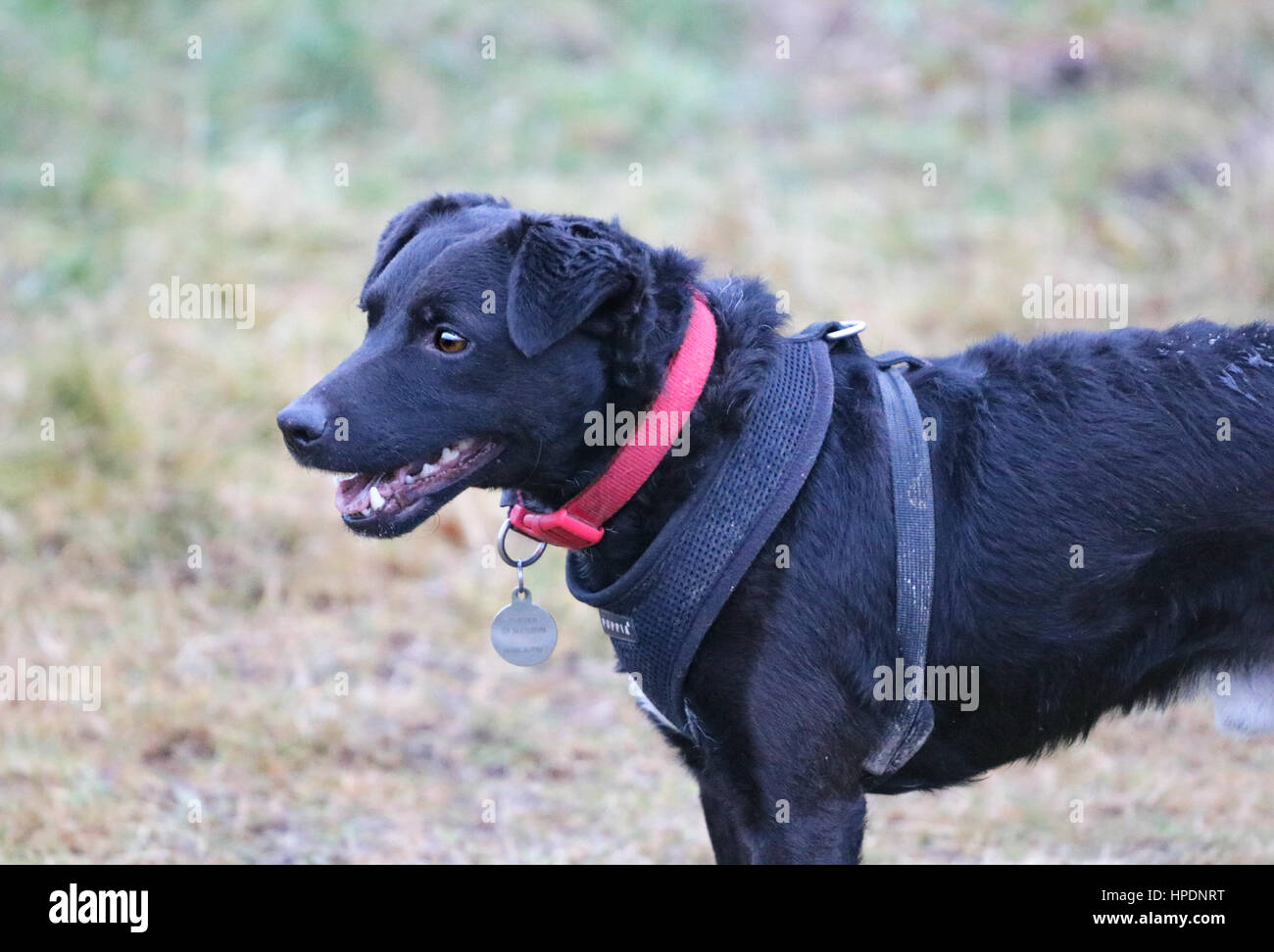 Patterdale Terrier wearing Harness on a walk Stock Photo